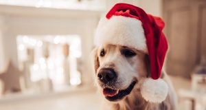 Les 3 meilleurs cadeaux de Noël à faire à son chien pour lui témoigner votre amour cadeaux de Noël à faire à son chien