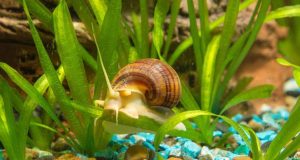 Comment naissent les escargots d’aquarium ? Comment naissent les escargots d'aquarium