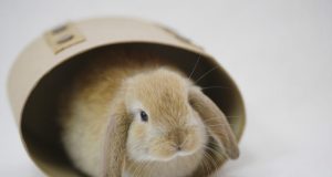 Quelle est la durée de vie d’un lapin domestique ? durée de vie d'un lapin domestique