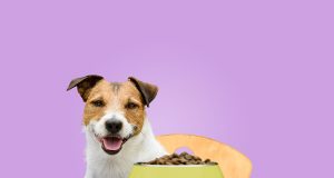 Comment bien choisir la gamelle de votre chien ? gamelle pour chien