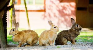 Le lapin domestique : Caractéristiques et alimentation lapin domestique