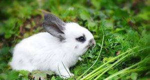 Quels légumes peut manger mon lapin domestique ? légumes peut manger mon lapin domestique