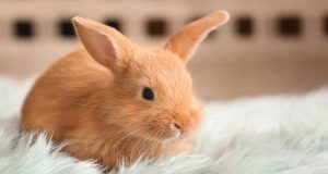 Nom de lapin : 100 idées pour mâles et femelles nom de lapin