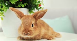 Quel est le prix d’un lapin domestique ?