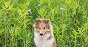 Les races des chiens qui ressemblent à des renards