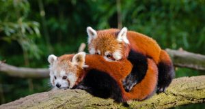 Quels sont les plus beaux animaux du monde ? les plus beaux animaux du monde