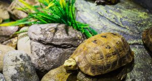 Accueillir des tortues terrestres : Conseils et astuces