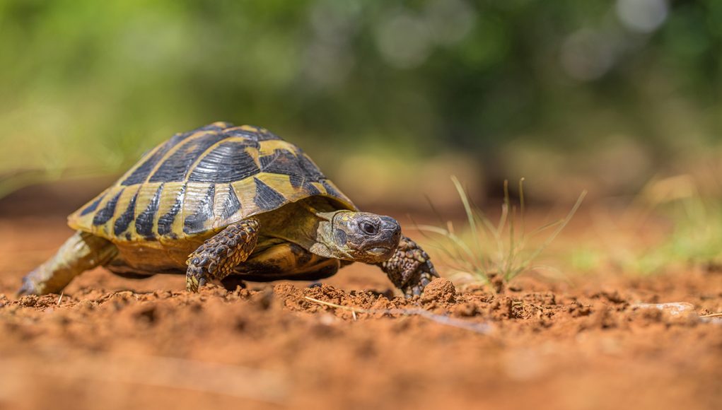 tortues terrestres