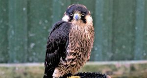 Quels sont les animaux les plus rapides du monde ? animaux les plus rapides du monde