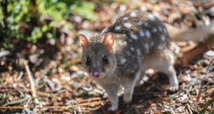 Le Quoll : Un animal mystérieux et fascinant Quoll ou dasyure