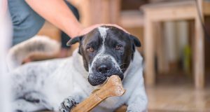 Des snacks pour chiens provoquent des troubles neurologiques graves snacks pour chiens provoquent des troubles neurologiques graves