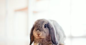 Le lapin bélier, compagnon à oreilles tombantes ! lapin bélier