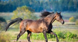 Idées de prénoms et de noms pour votre cheval prénoms et noms pour votre cheval