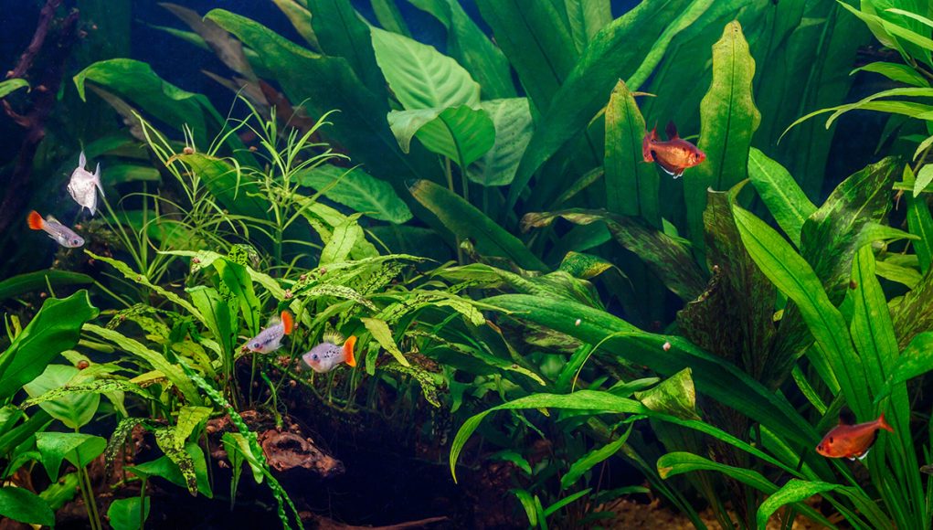 aménager et décorer son aquarium