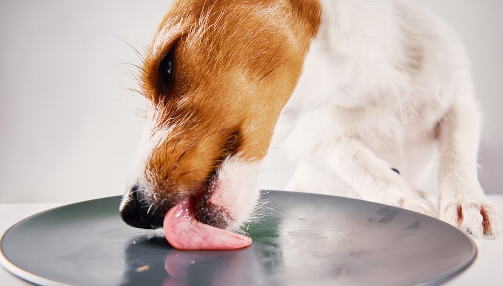 laisser votre chien lécher la vaisselle