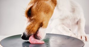 Pourquoi laisser votre chien lécher la vaisselle peut vous rendre malade laisser votre chien lécher la vaisselle