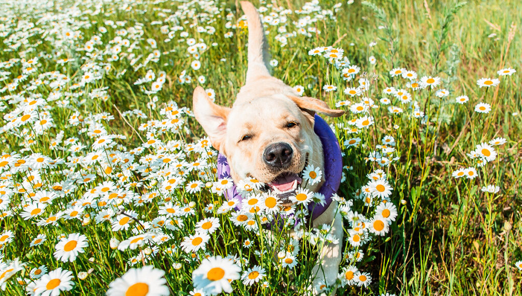 protéger votre chien des allergies printanières