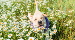 7 conseils d’un vétérinaire pour protéger votre chien des allergies printanières protéger votre chien des allergies printanières