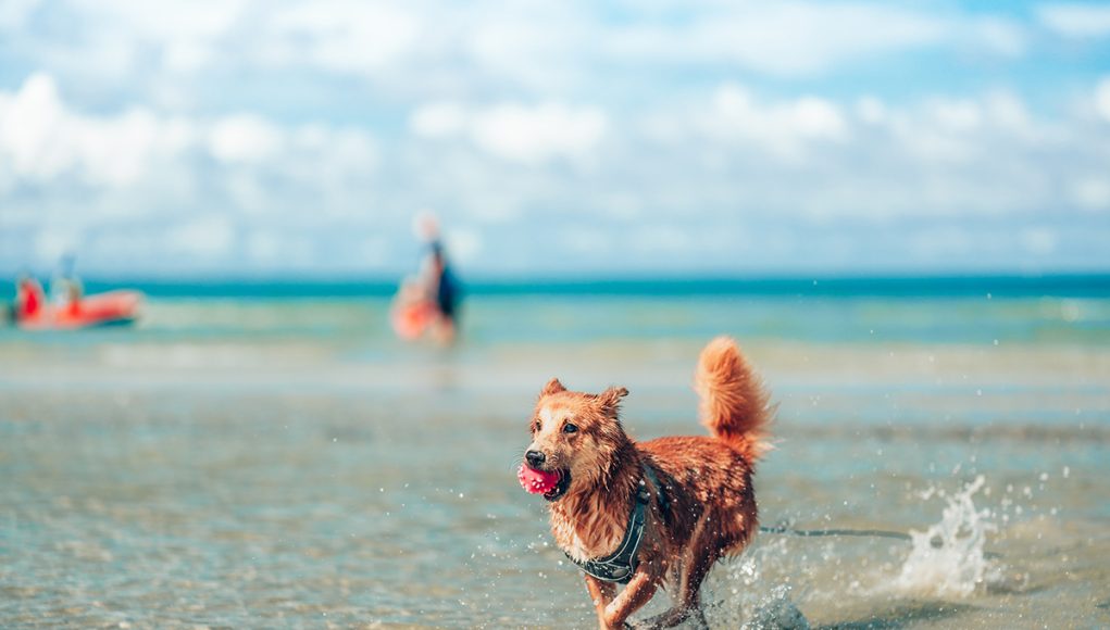 conseils indispensables avant d'aller à la plage avec votre chien