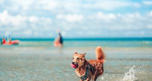 8 conseils indispensables avant d’aller à la plage avec votre chien conseils indispensables avant d'aller à la plage avec votre chien
