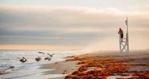 Hécatombe sur les plages : les animaux marins californiens asphyxiés par une invasion d’algues toxiques