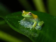 Comment la grenouille de verre protège ses œufs face aux prédateurs : secrets d’un maître du camouflage
