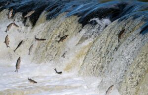 Dans le sillage des poissons migrateurs : le fabuleux voyage des anadromes