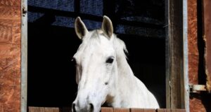 Comment calculer la ration alimentaire de son cheval : méthode complète et pratique ration alimentaire de son cheval