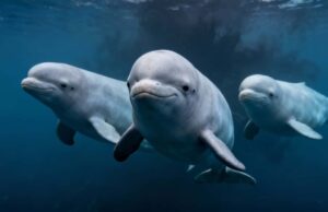 Bélugas en danger : la controverse Marineland secoue le Canada