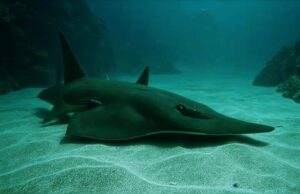 L’incroyable don du requin-guitare pour chasser sous le sable des fonds marins
