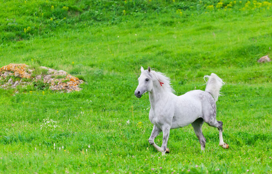 ration alimentaire de son cheval