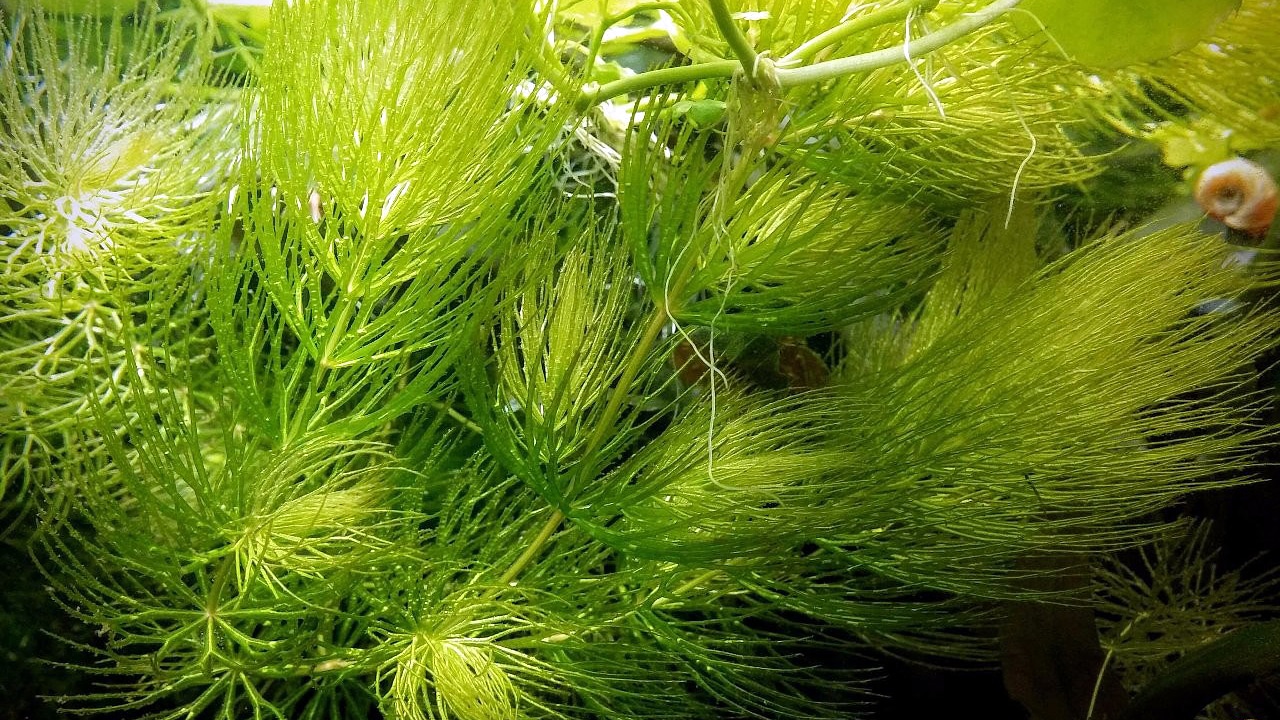 aménager décorer aquarium