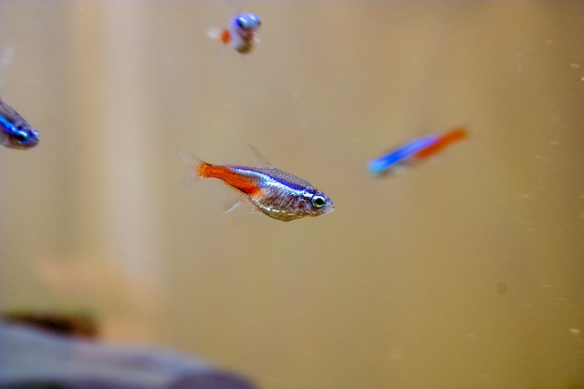 choisir ses poissons d'aquarium