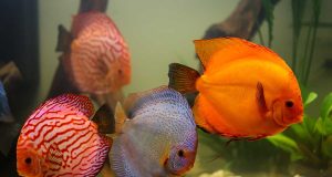 Le discus : Tout savoir sur ce poisson d’aquarium le discus