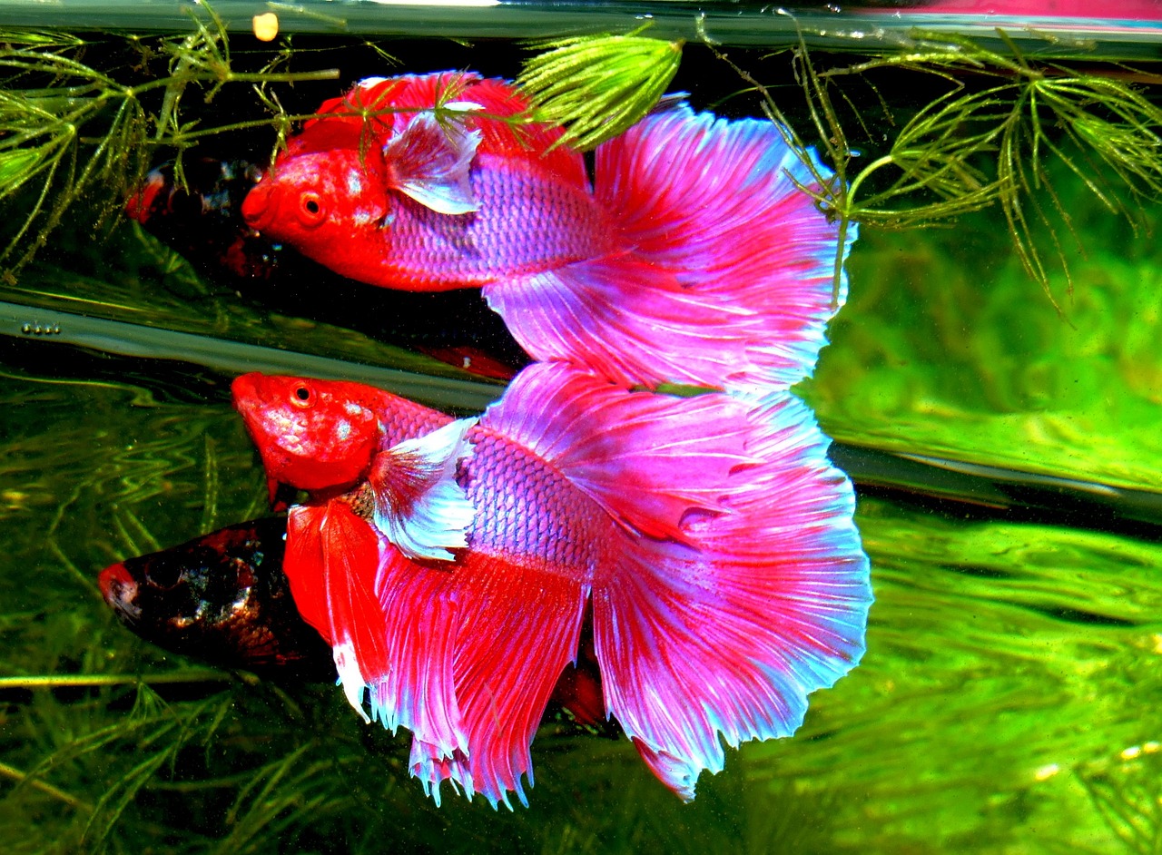 espèce poisson combattant du Siam