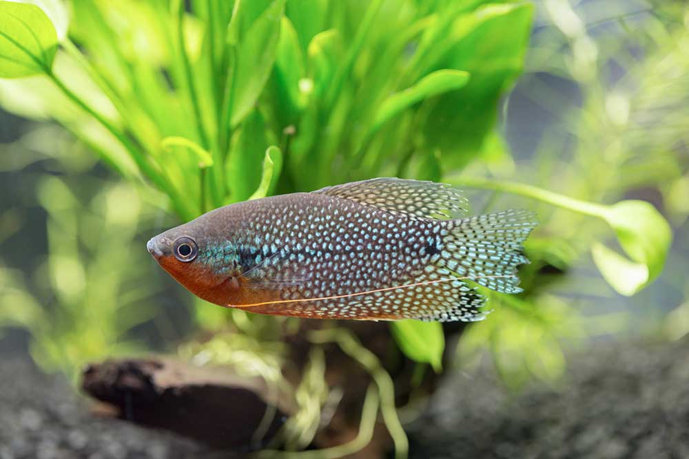 poisson gourami perlé