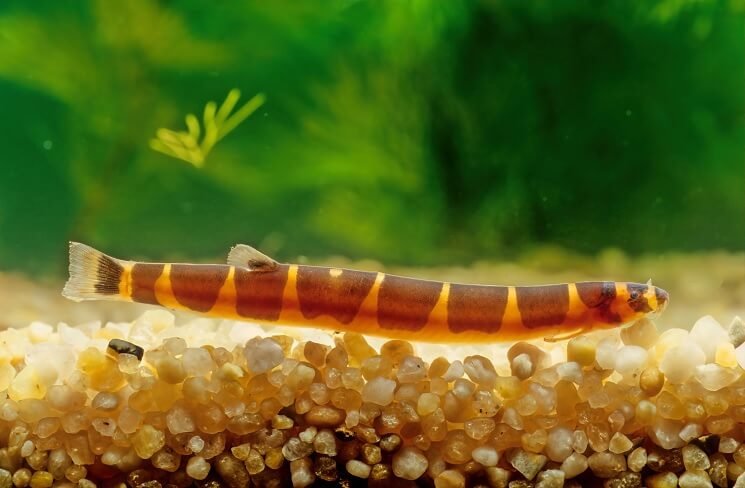 espèce poisson kuhli