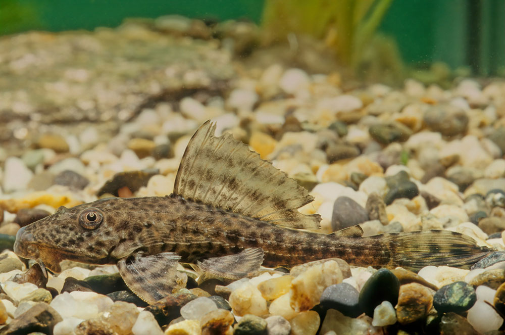 espèce de poisson pleco