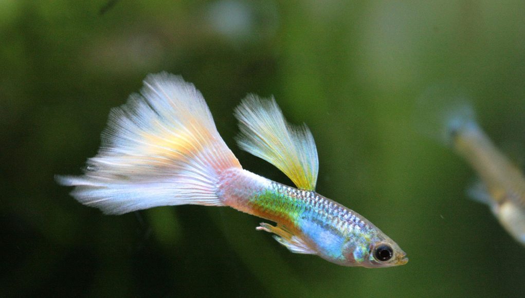 Guppy