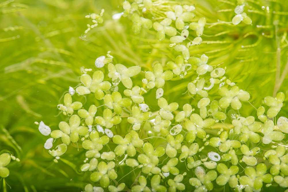 plante d'eau douce