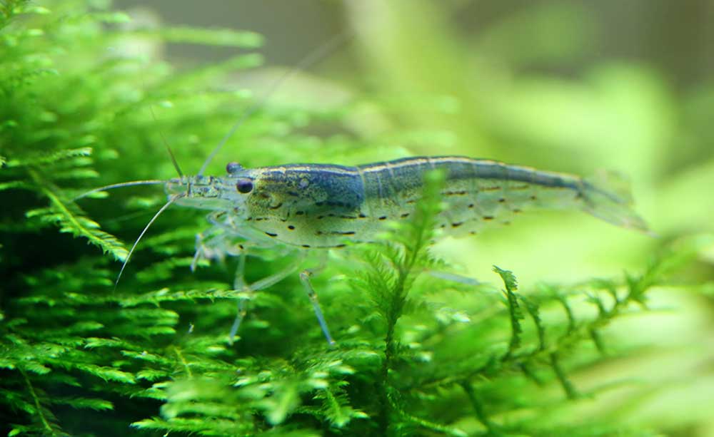 plante eau douce aquarium