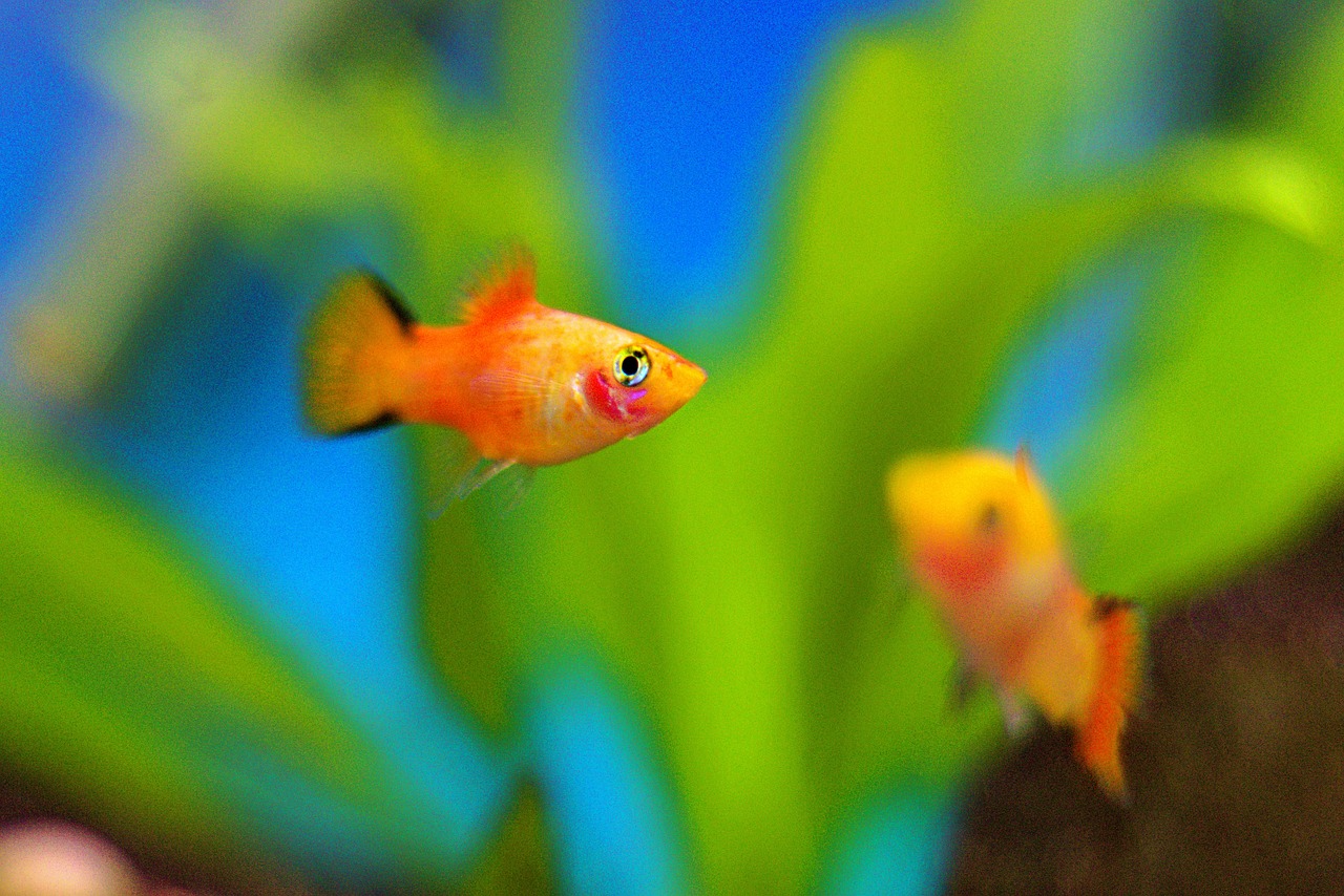 Le platy : Tout savoir sur ce poisson d'aquarium - Aquabase