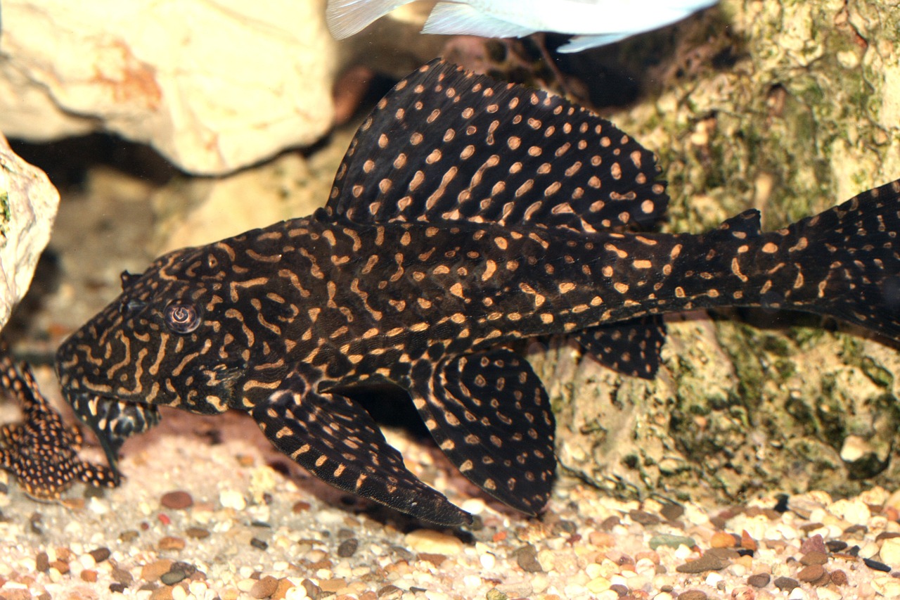 Ancistrus