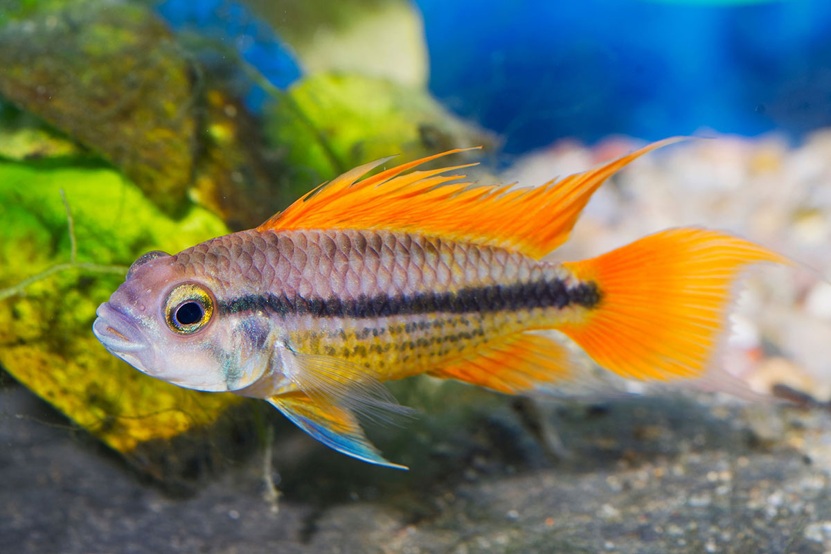 Apisto perroquet