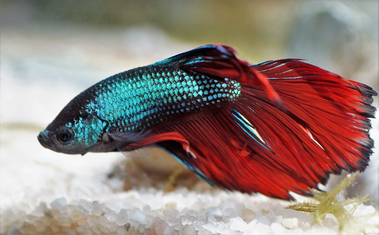 poisson Betta