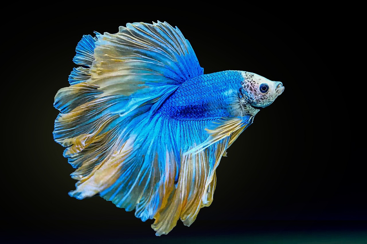 poisson combattant du Siam ou betta splendens