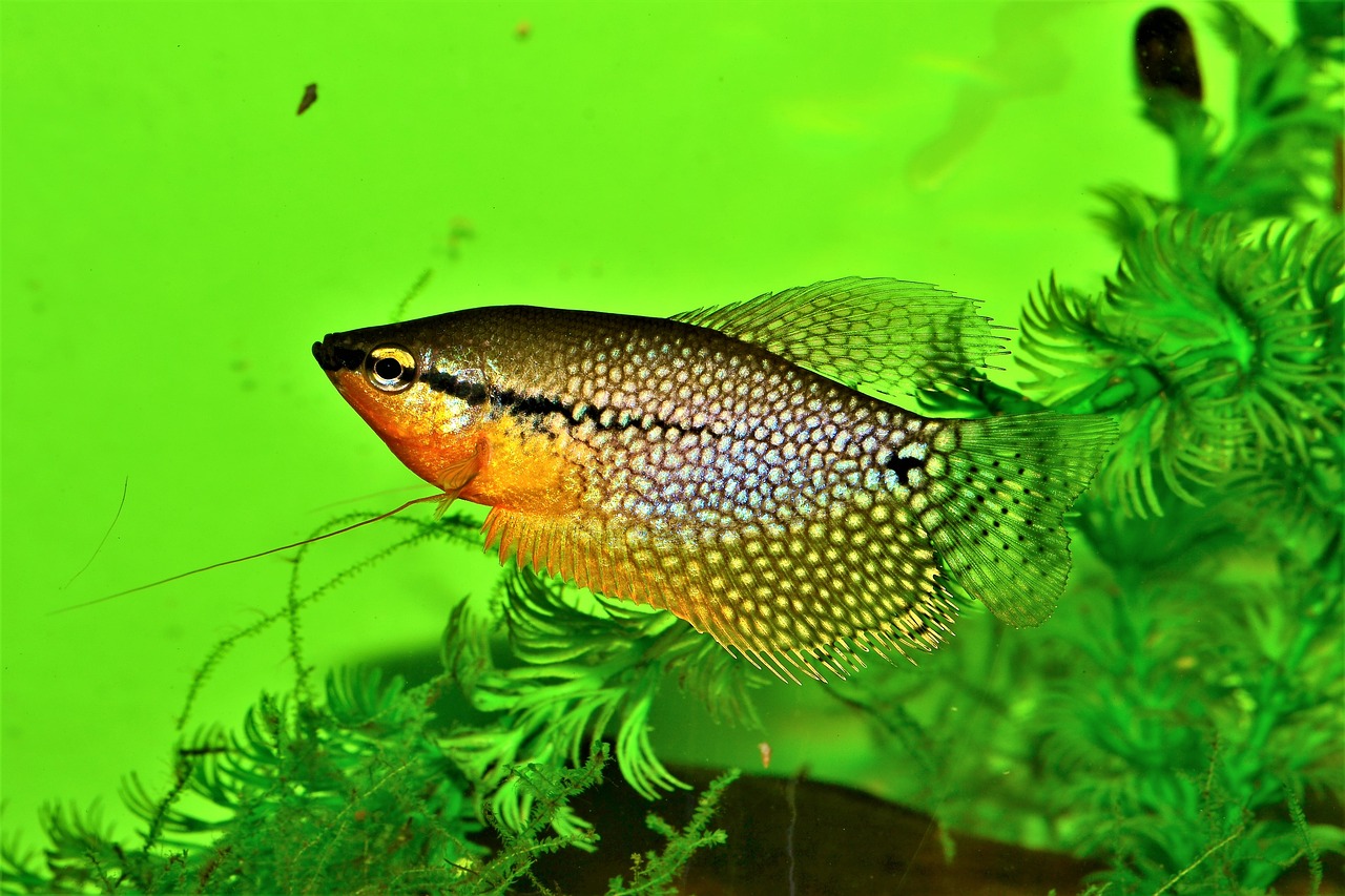 poisson Gourami perlé