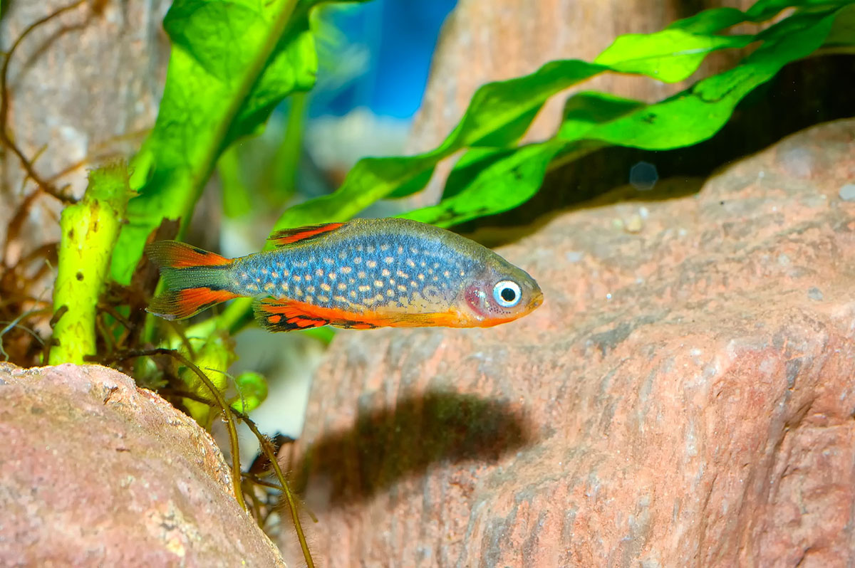 poisson Microrasbora galaxy
