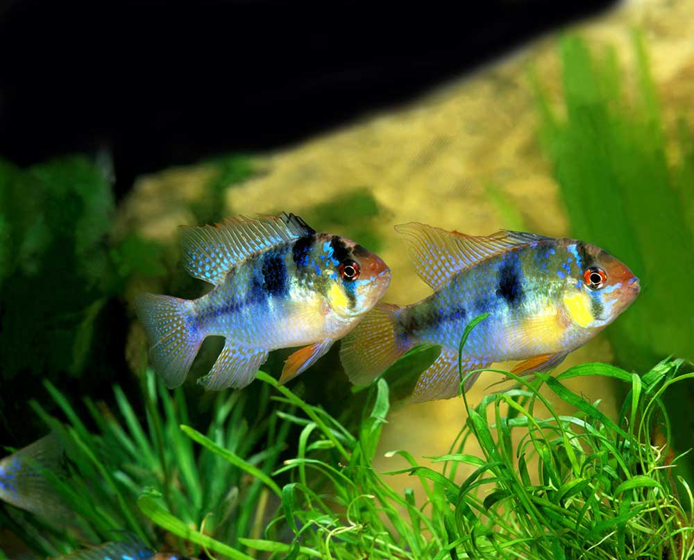 poissons Mikrogeophagus ramirezi