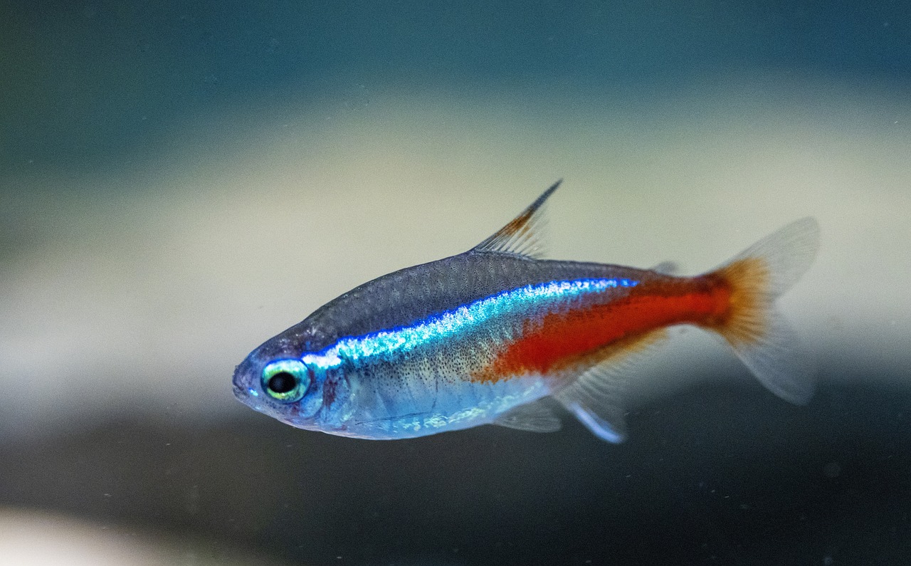poisson néon bleu
